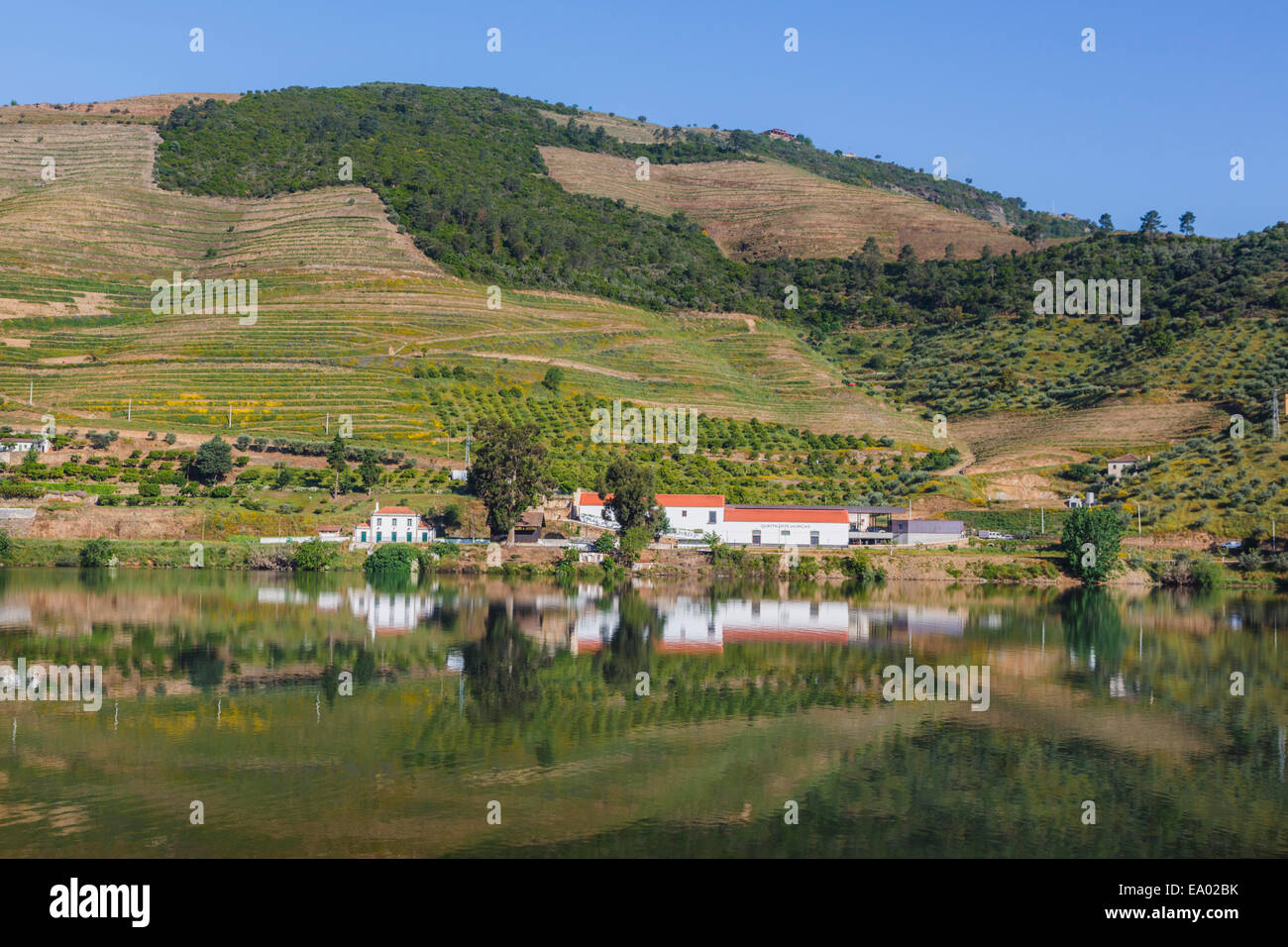 Il Portogallo. Vigneti lungo il fiume Douro tra Paso da Regua e Pinhao sul Viseu District o la sponda meridionale del fiume. Il Foto Stock