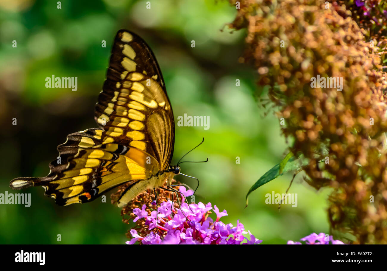 Oro e nero a farfalla con le ali ripiegate e fiori Foto Stock