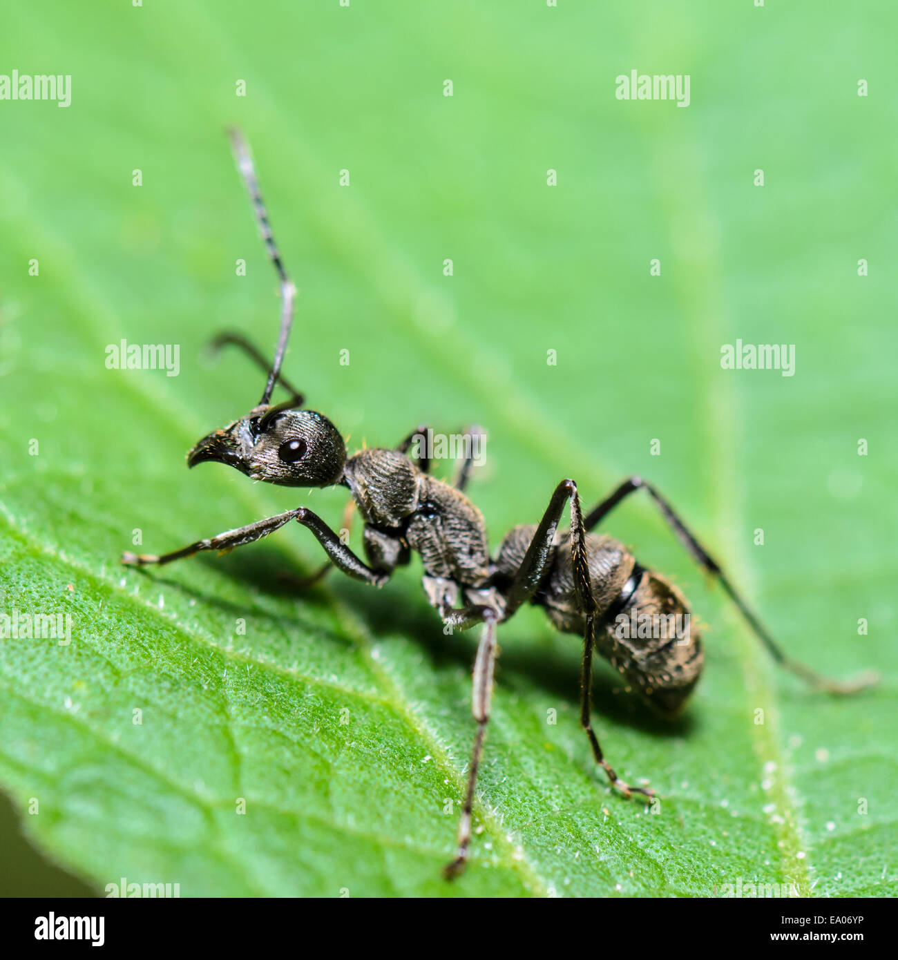 Close up Black Carpenter Ant (Camponotus pennsylvanicus) su una foglia verde, preso in Thailandia. Foto Stock