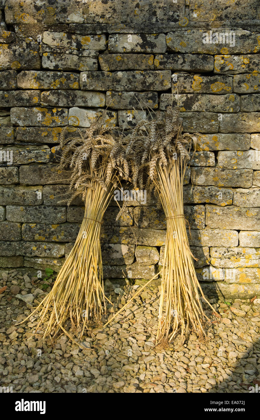 Due covoni di grano appoggiata contro il muro di pietra Foto Stock
