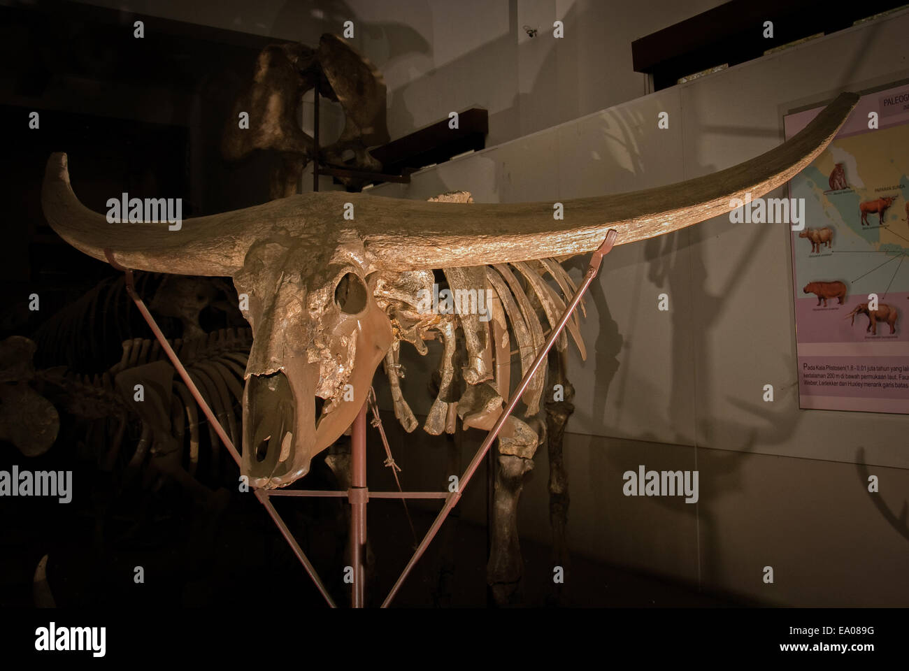 Antica ricostruita buffalo viene visualizzata in Museo di geologia, Bandung, Indonesia. Foto Stock