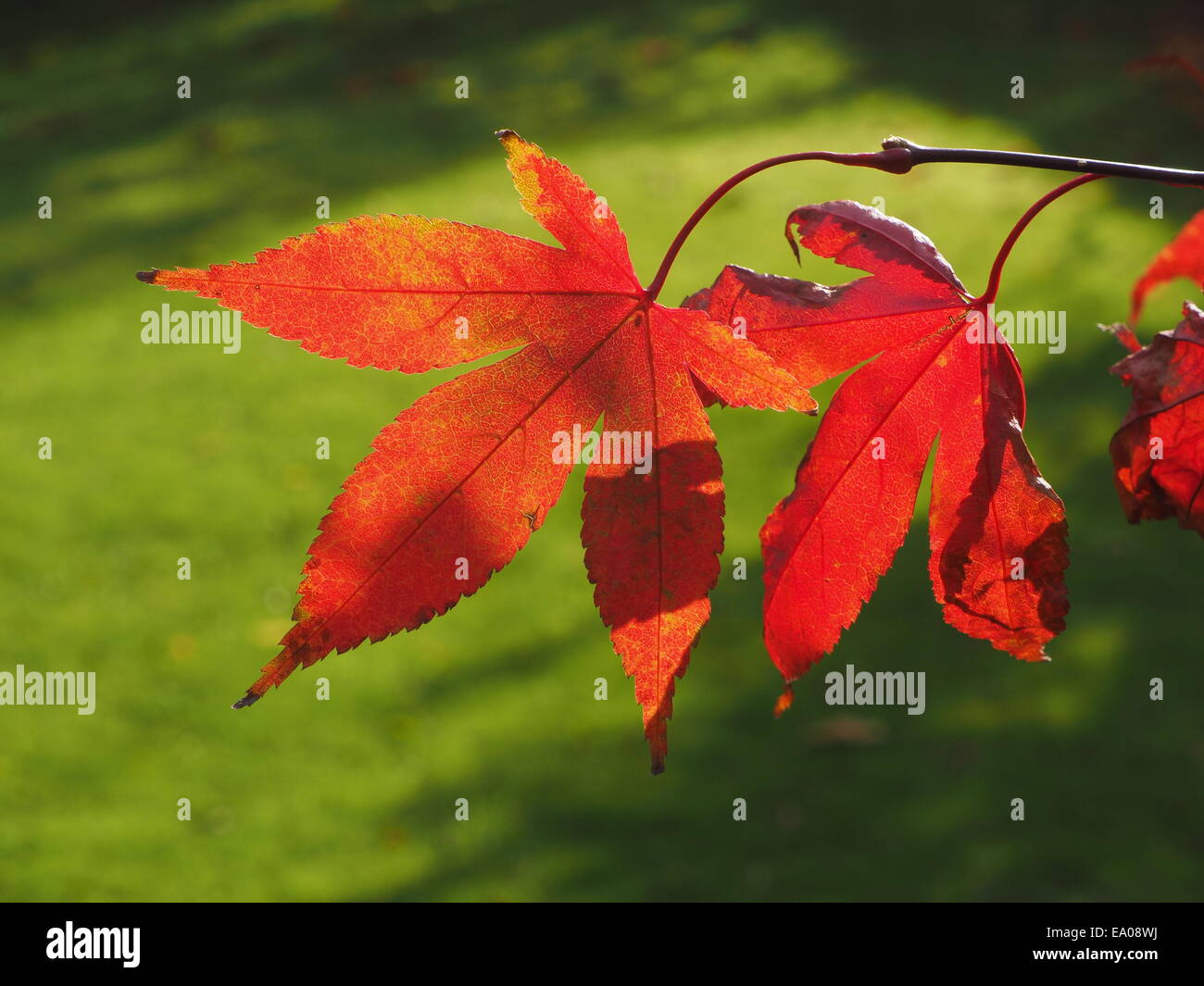 Autunno rosso a colori retroilluminato di giapponese di foglie di Acero (Acer Palmatum) varietà Osakazuki mostra le venature e le cellule contro prato verde Foto Stock