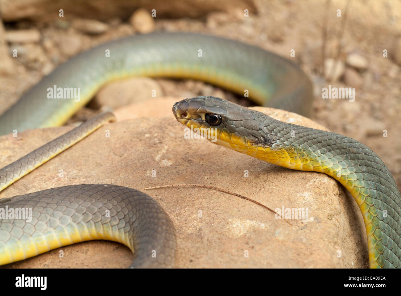 Est a becco giallo racer, Coluber constrictor flaviventris, endemico a America del Nord Foto Stock