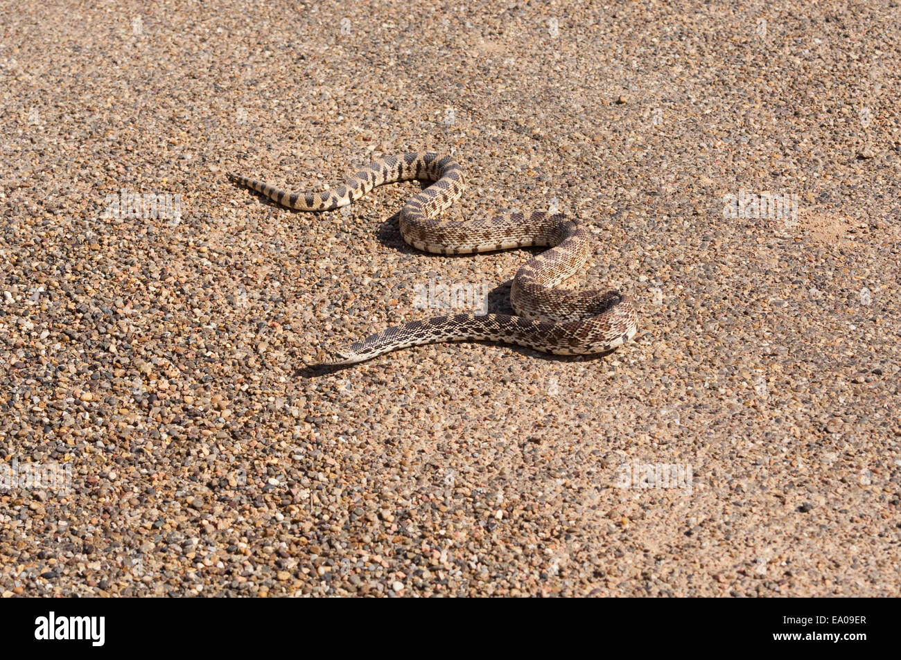Bull snake, Pituophis catenifer, attraversare una strada, Badlands, il Dakota del Nord, STATI UNITI D'AMERICA Foto Stock