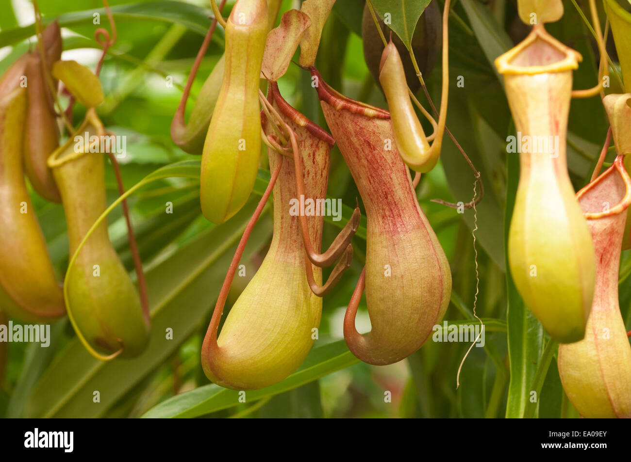 Tropical pianta brocca, Nepenthes sp., trovato in tutto il vecchio mondo tropici, Southeast Asia, Oceania e Madagascar Foto Stock
