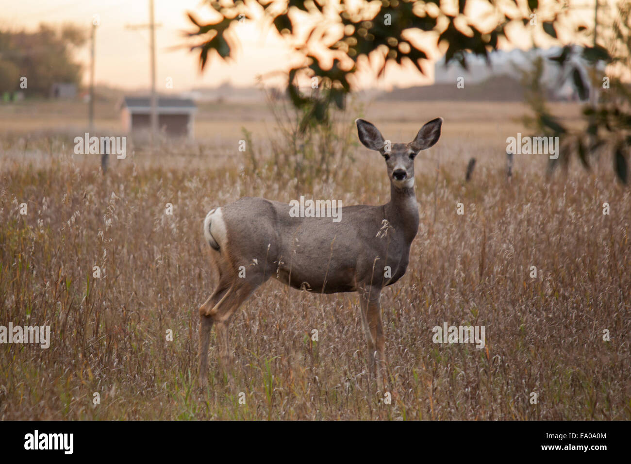 Cervi canadesi in autunno, habitat naturale, wild Foto Stock