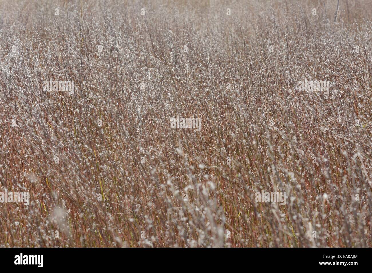 Prairie erba, piccolo Stelo blu Foto Stock