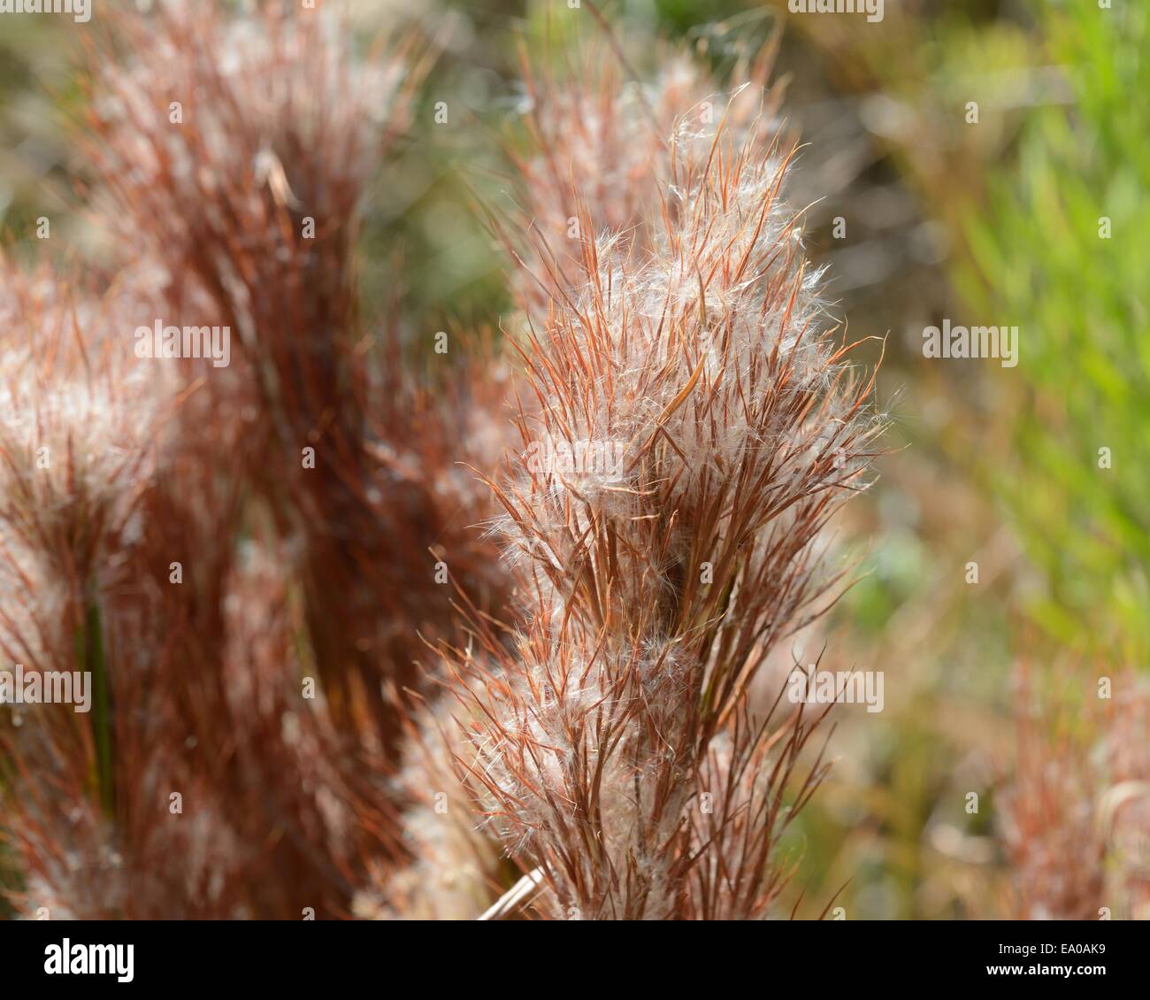 Prairie erba bluestem cespuglioso Foto Stock