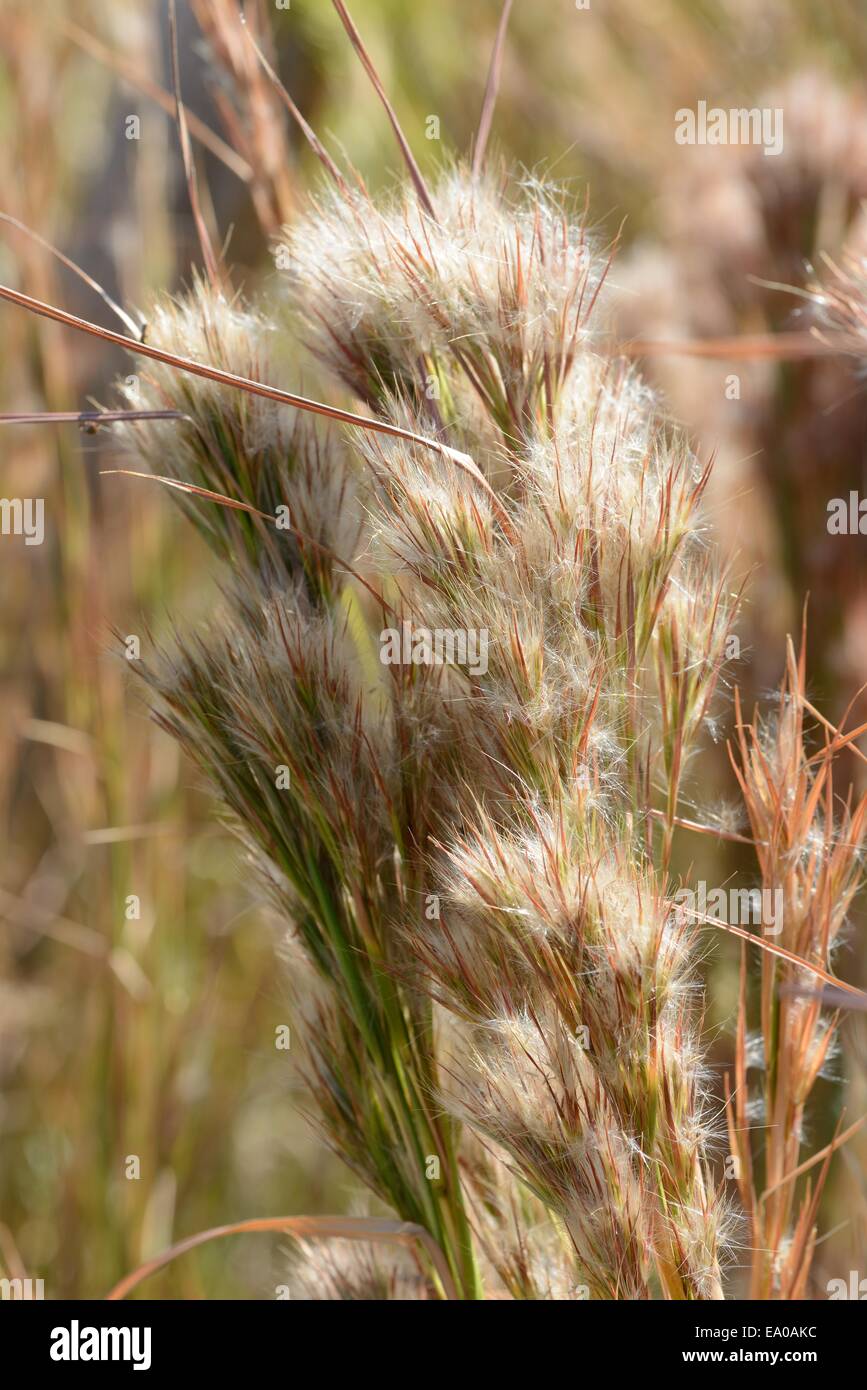 Prairie erba bluestem cespuglioso Foto Stock