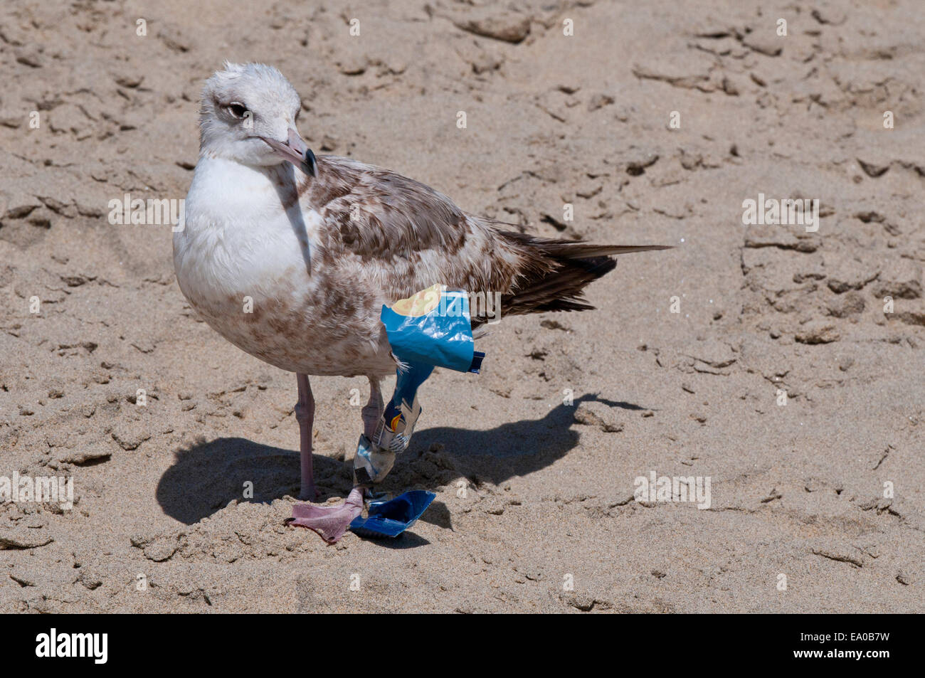 Gull con garbage bloccato sulla sua gamba su una spiaggia di Baja California Sur vicino a Todos Santos Foto Stock