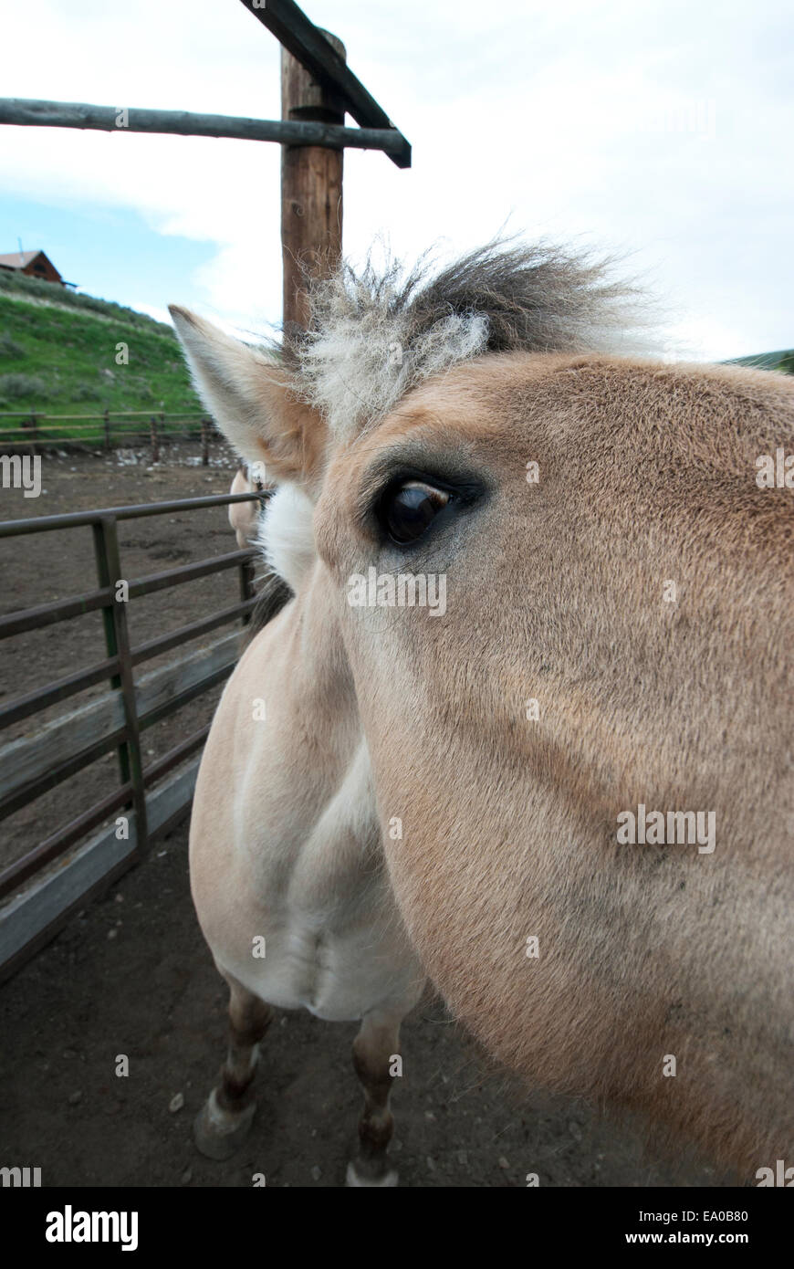 Fiordo norvegese cavallo al ranch nel Montana SW Foto Stock