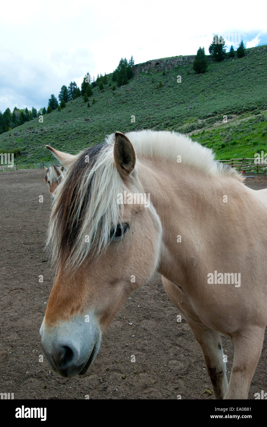 Fiordo norvegese cavallo al ranch nel Montana SW Foto Stock