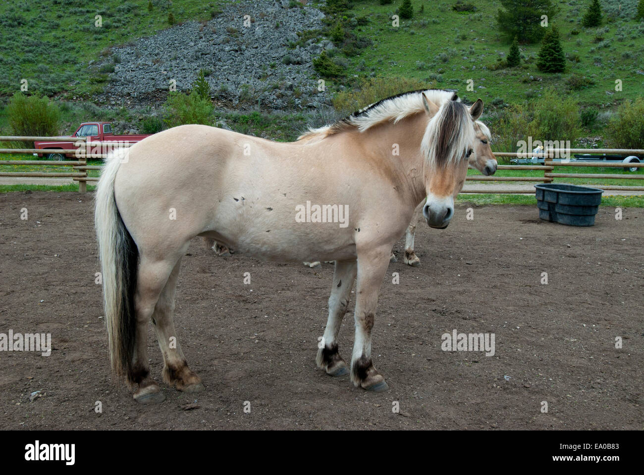 Fiordo norvegese cavallo al ranch nel Montana SW Foto Stock