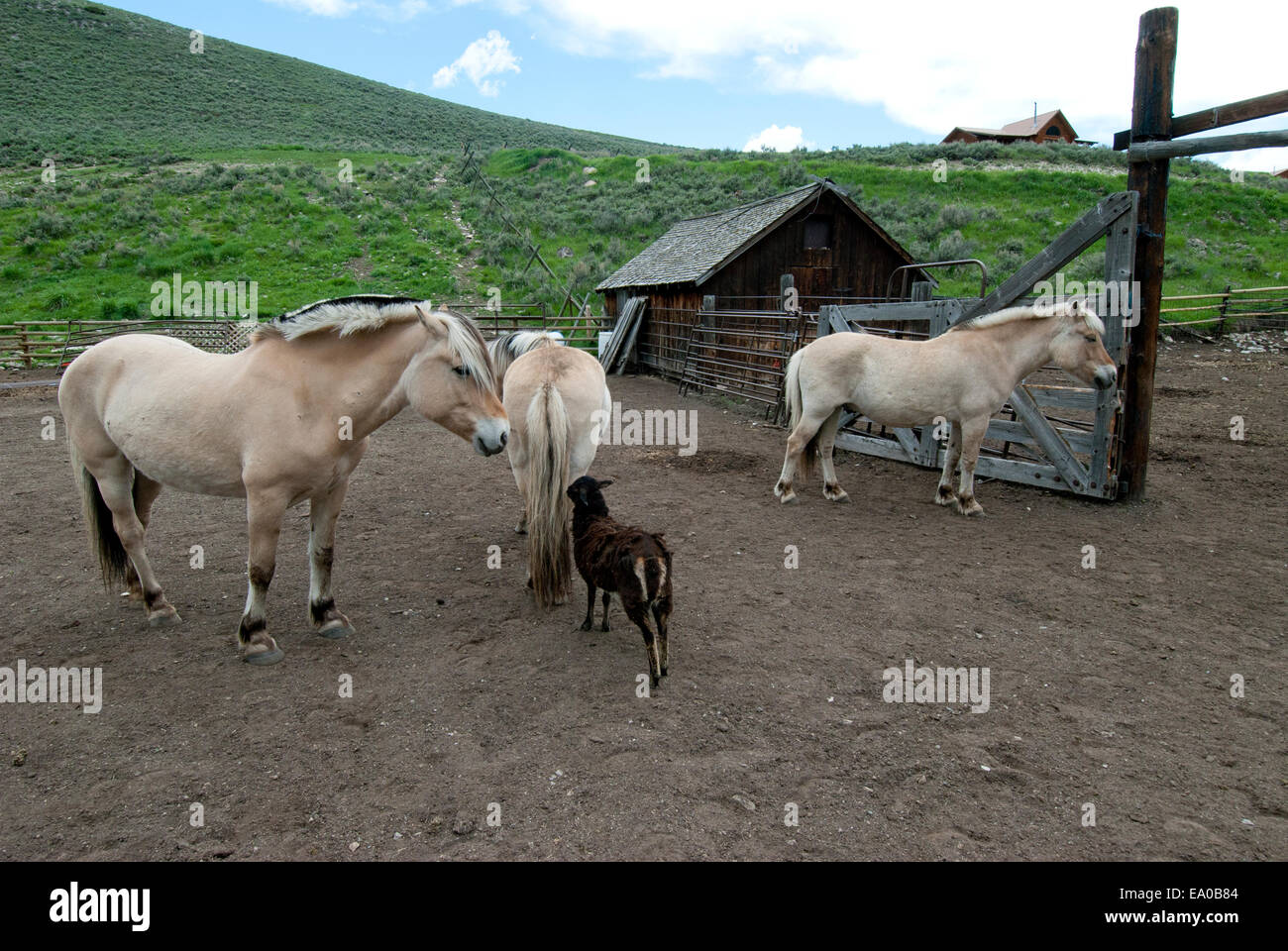 Fiordo norvegese cavalli al ranch nel Montana SW Foto Stock
