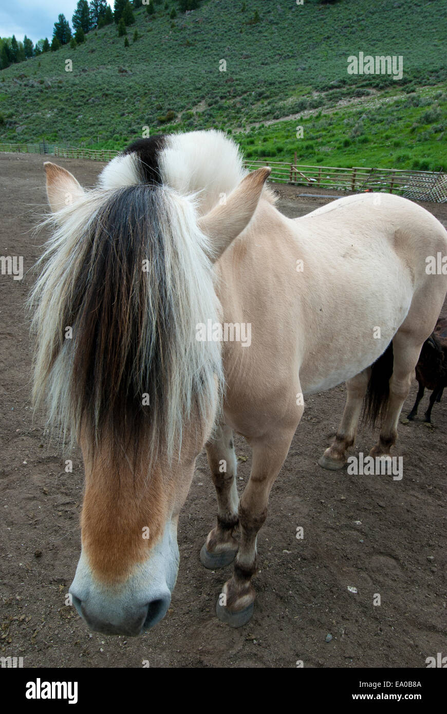 Fiordo norvegese cavallo al ranch nel Montana SW Foto Stock