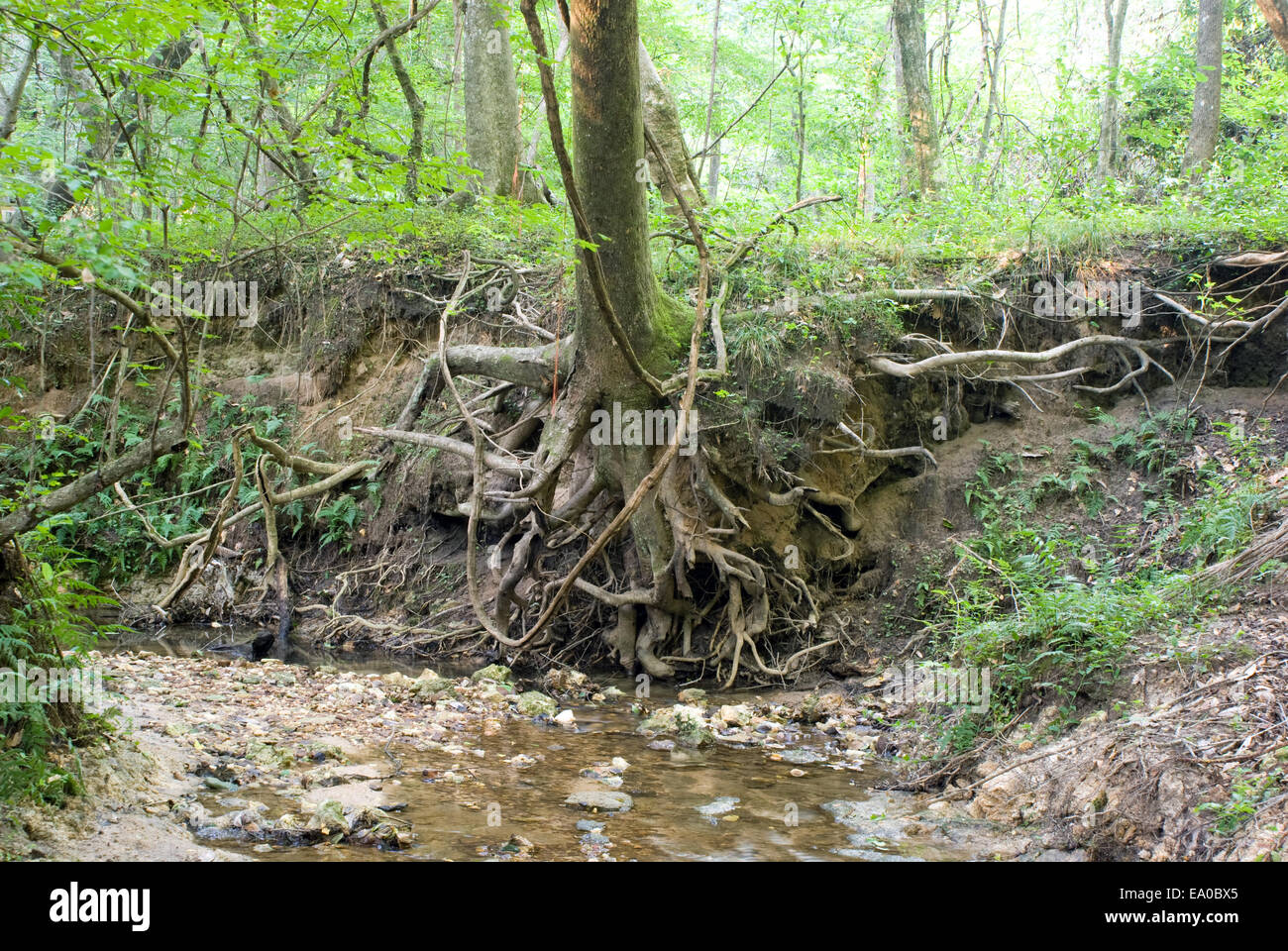 Un albero è lentamente sradicate a causa degli effetti di erosione. Foto Stock