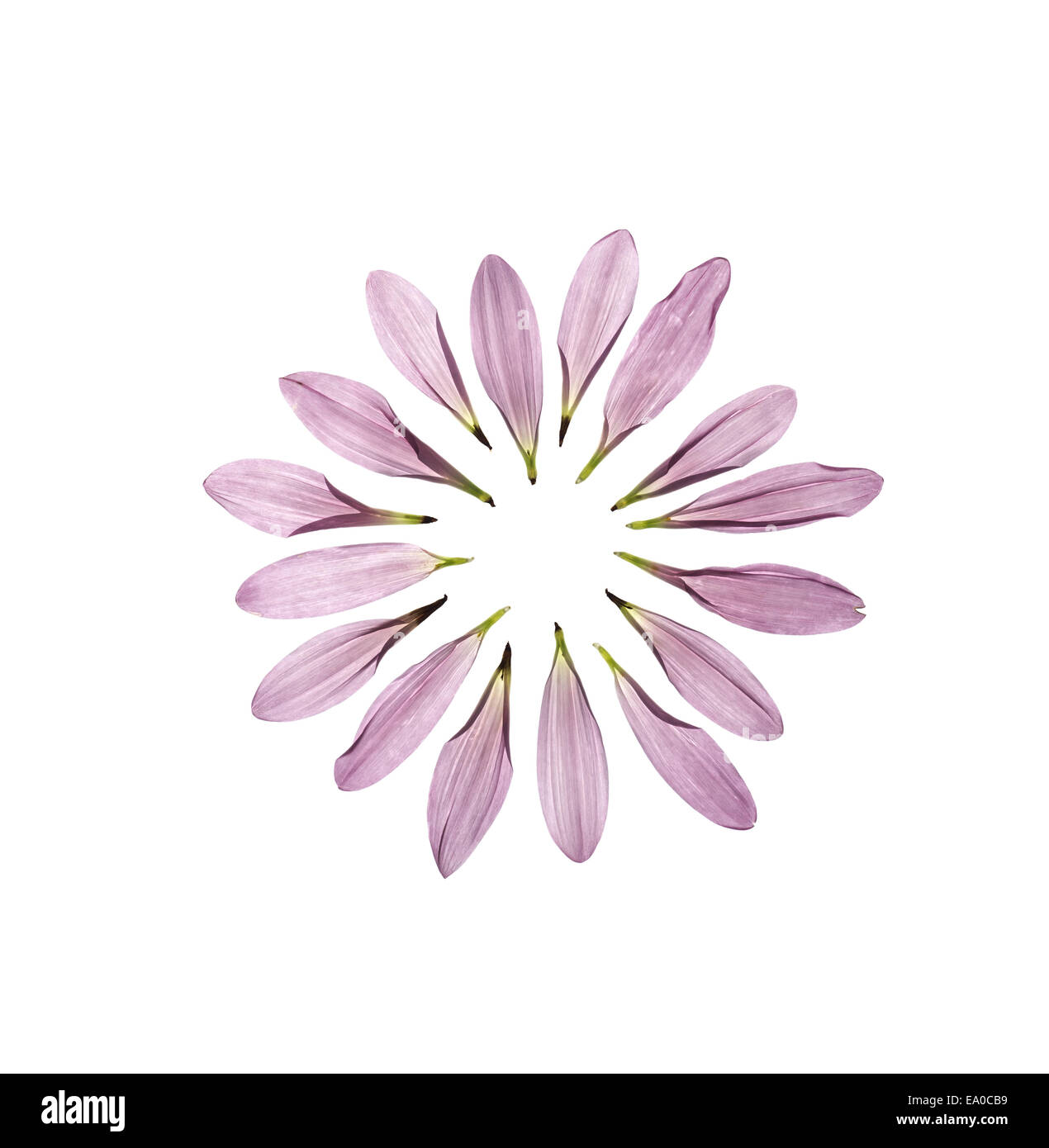 Cerchio di petali di crisantemo isolato su uno sfondo bianco Foto Stock