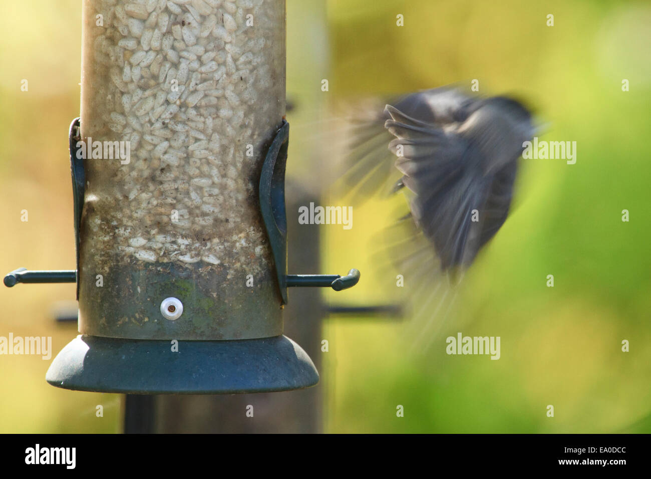 Nero capped Luisa (Poecile atricapillus) lo sbarco su un uccello alimentatore. Foto Stock