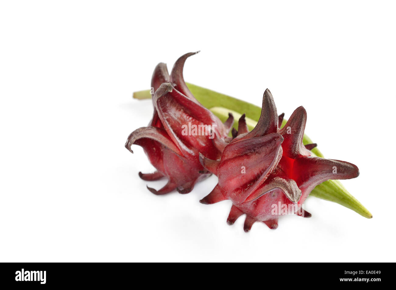 Roselle e Okra isolati su sfondo bianco Foto Stock