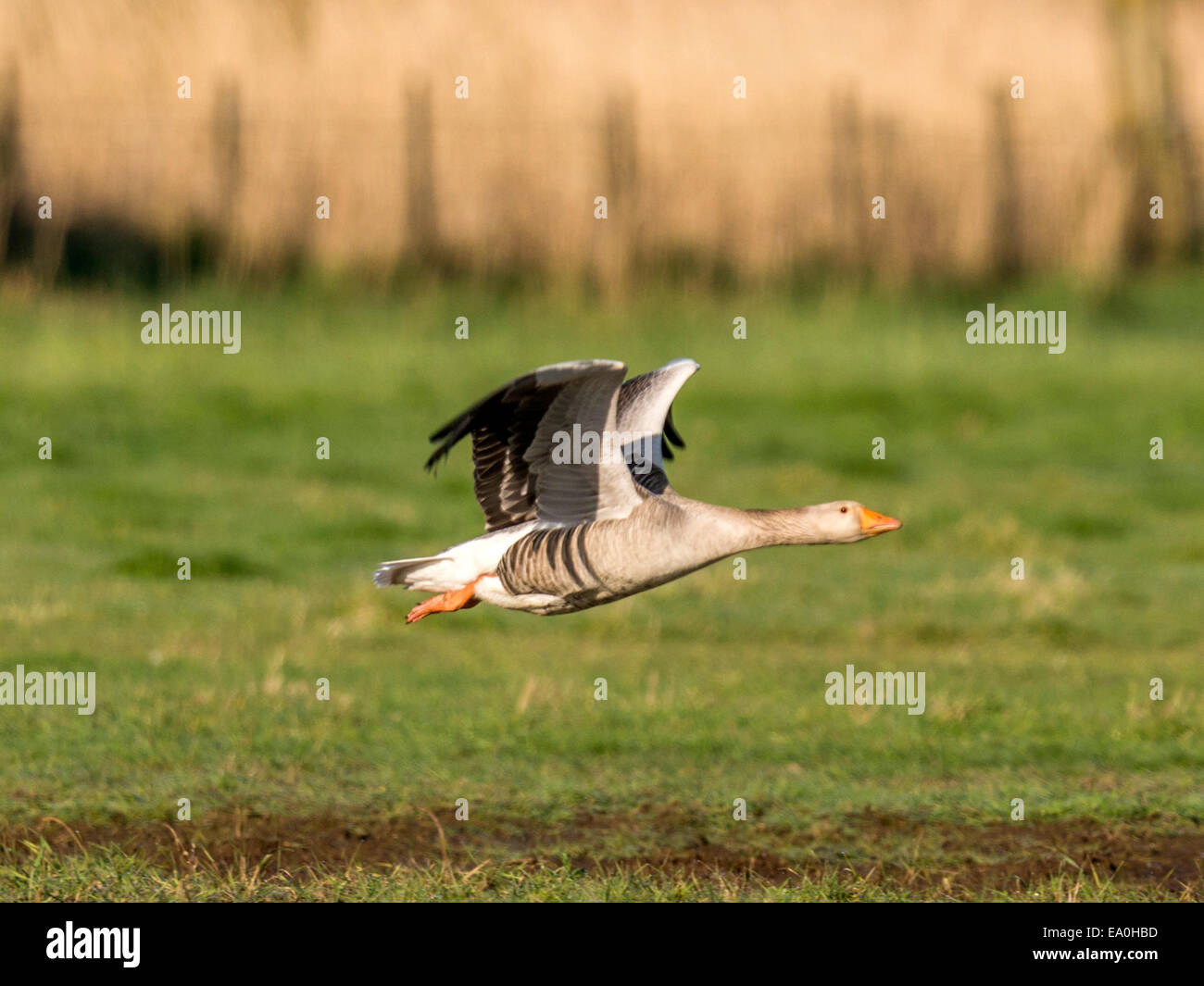 Oca Graylag [Anser anser] in pieno volo attraverso aprire erba verde campo. Foto Stock