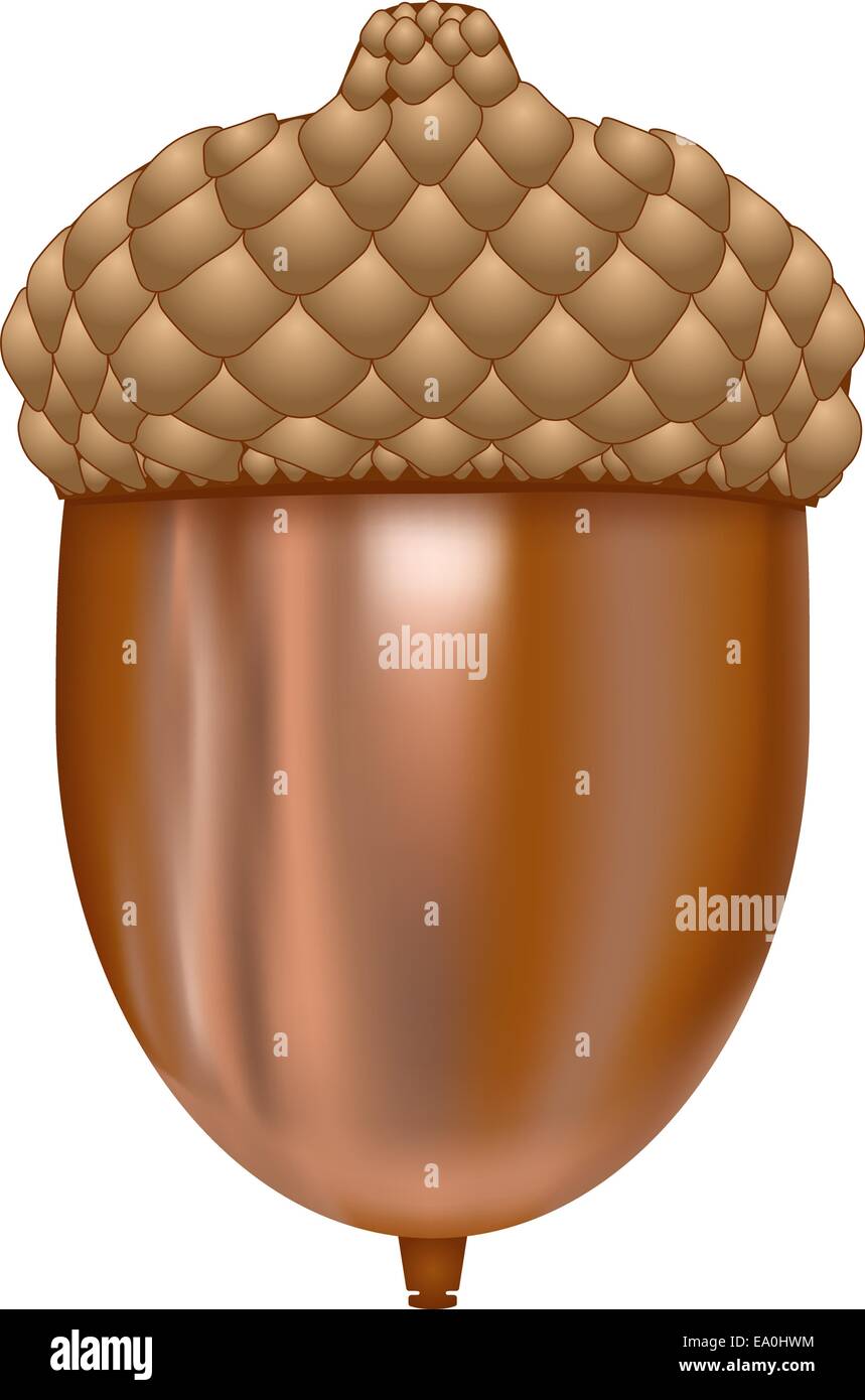 Illustrazione vettoriale di acorn su sfondo bianco Illustrazione Vettoriale