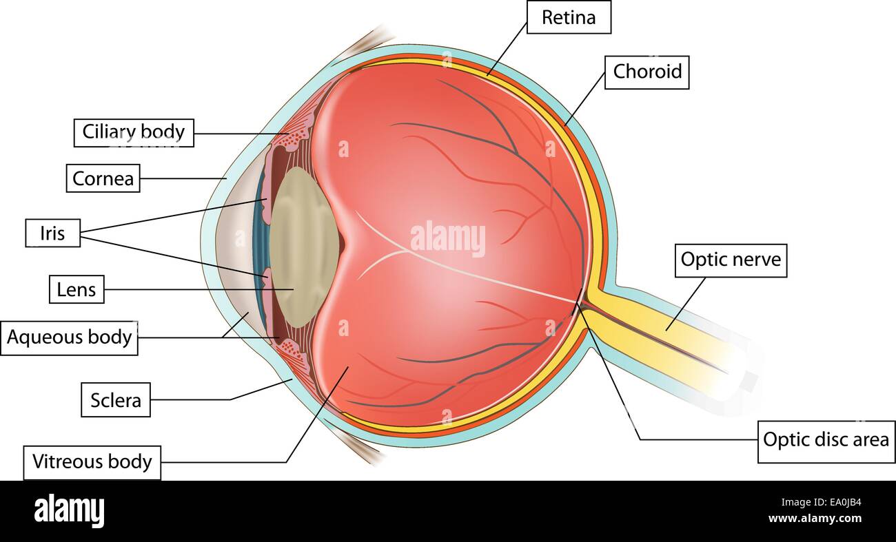 Occhio anatomia illustrazione su sfondo bianco Illustrazione Vettoriale
