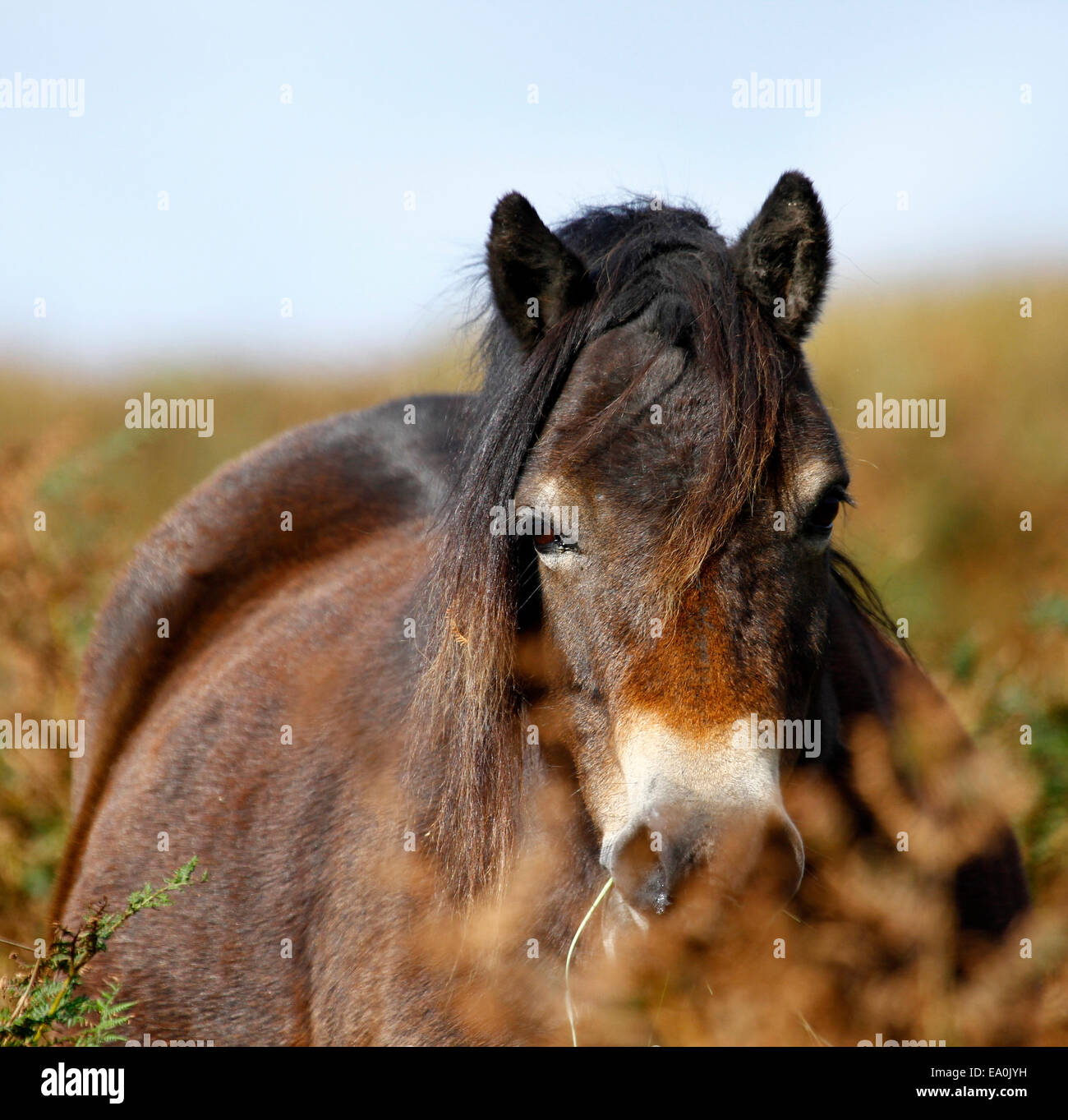 Semi puri selvatici Exmoor pony, Exmoor pony hanno farinoso museruola Punti neri & fare ottimi cavalli da sella. 13:2hh altezza media Foto Stock