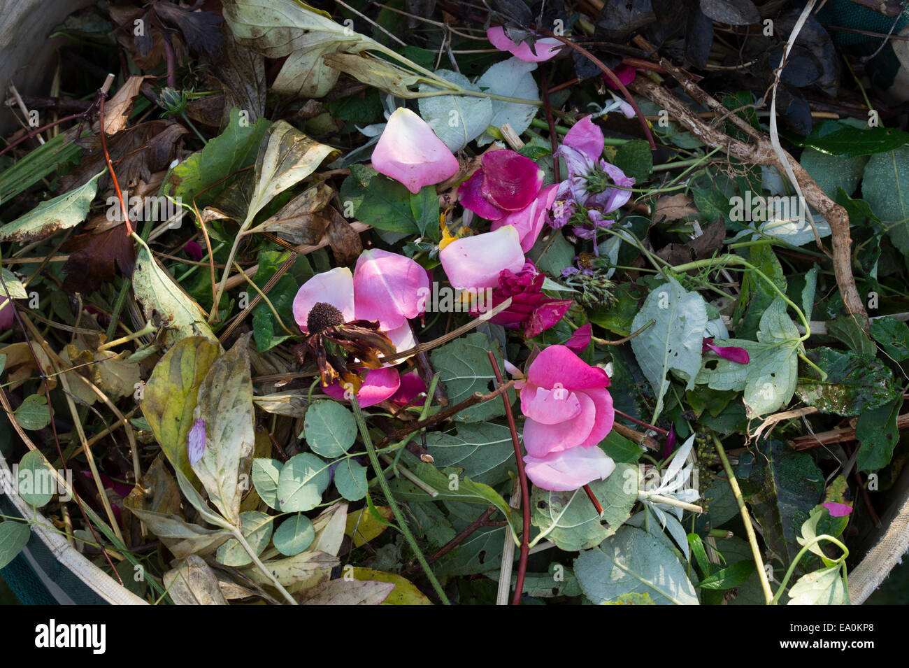 Trug giardino pieno di morti scarti da giardino pronto a mettere in compost bin Foto Stock