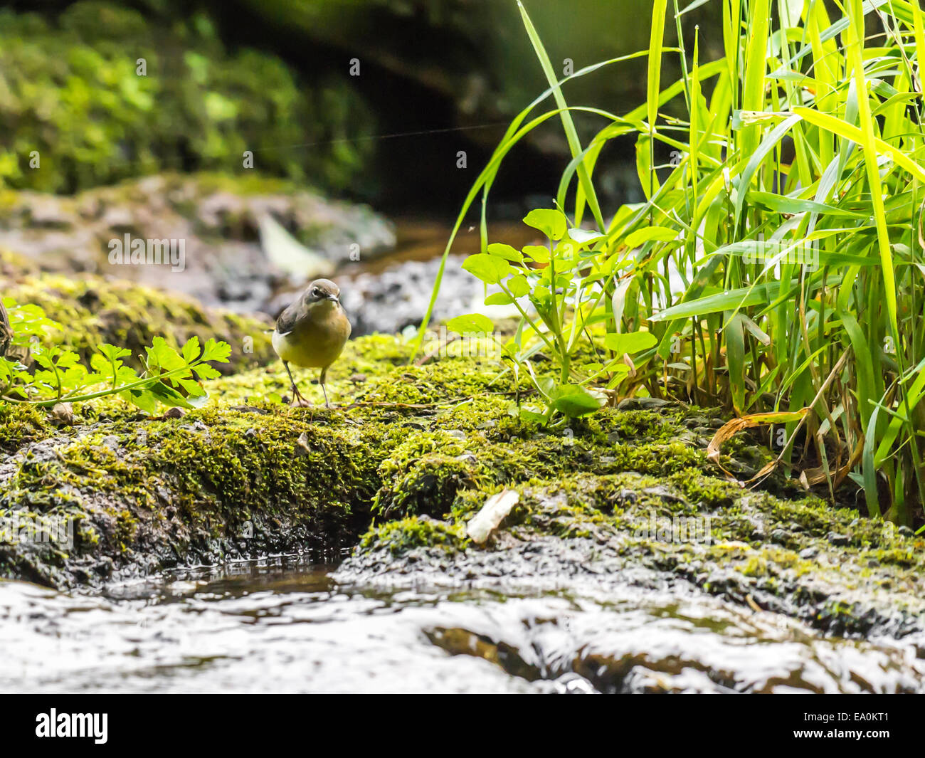 Un Wagtail giallo [Motacilla flava] fornisce un unico ed intimo insight nella sua vita al bordo delle acque. Foto Stock