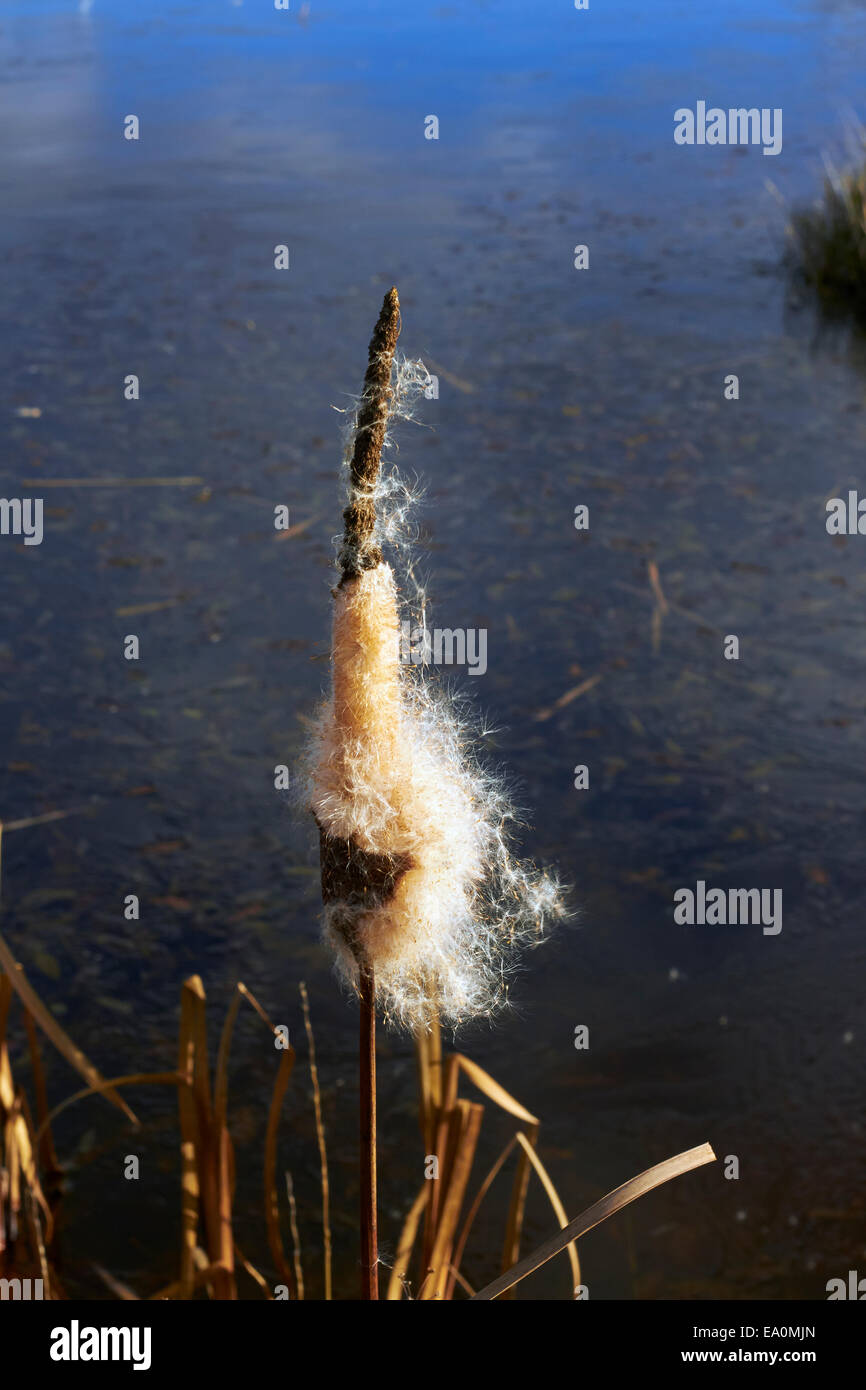 Typha latifolia seme head, Finlandia Foto Stock