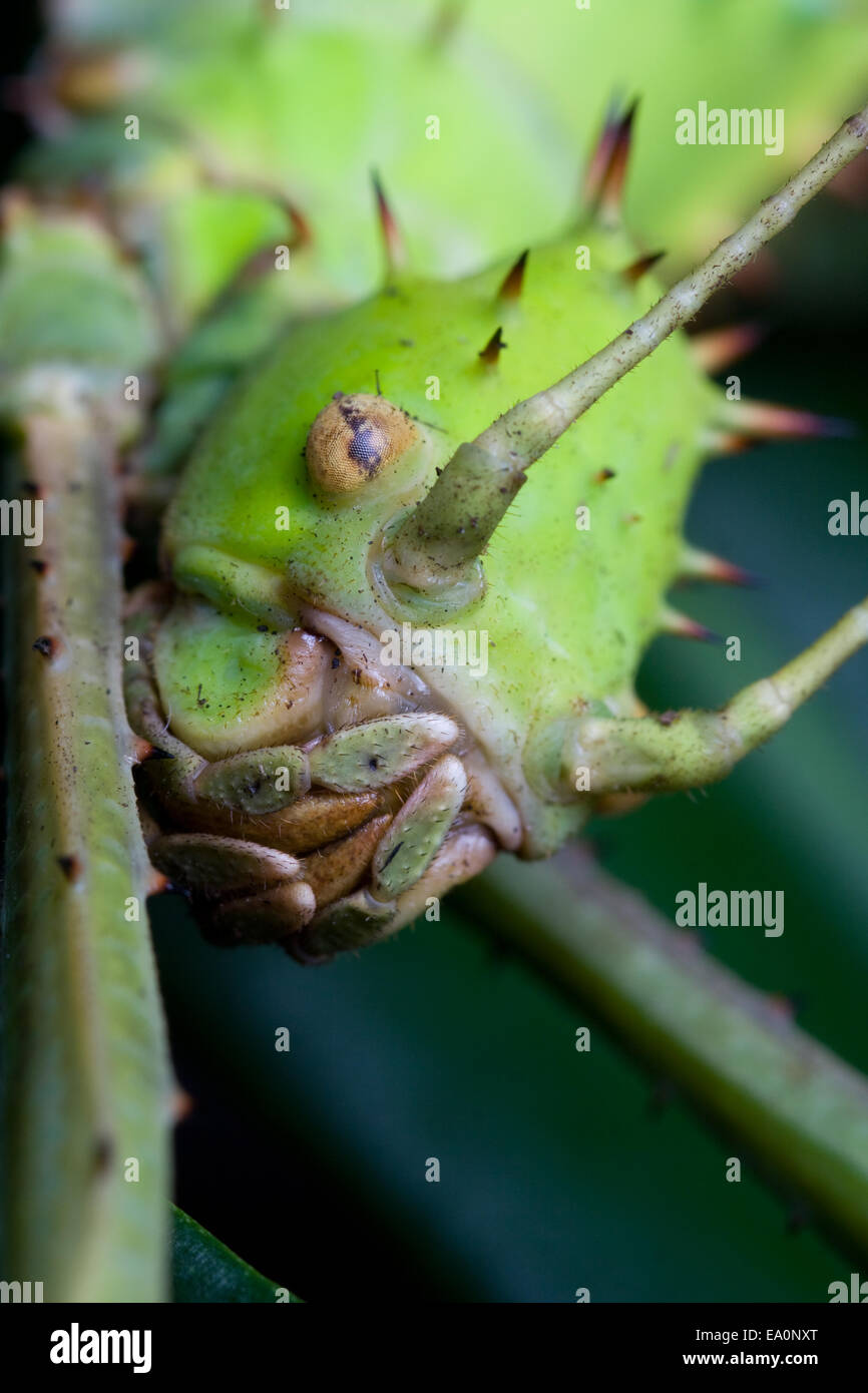 Testa di un fantasma-cricket Foto Stock