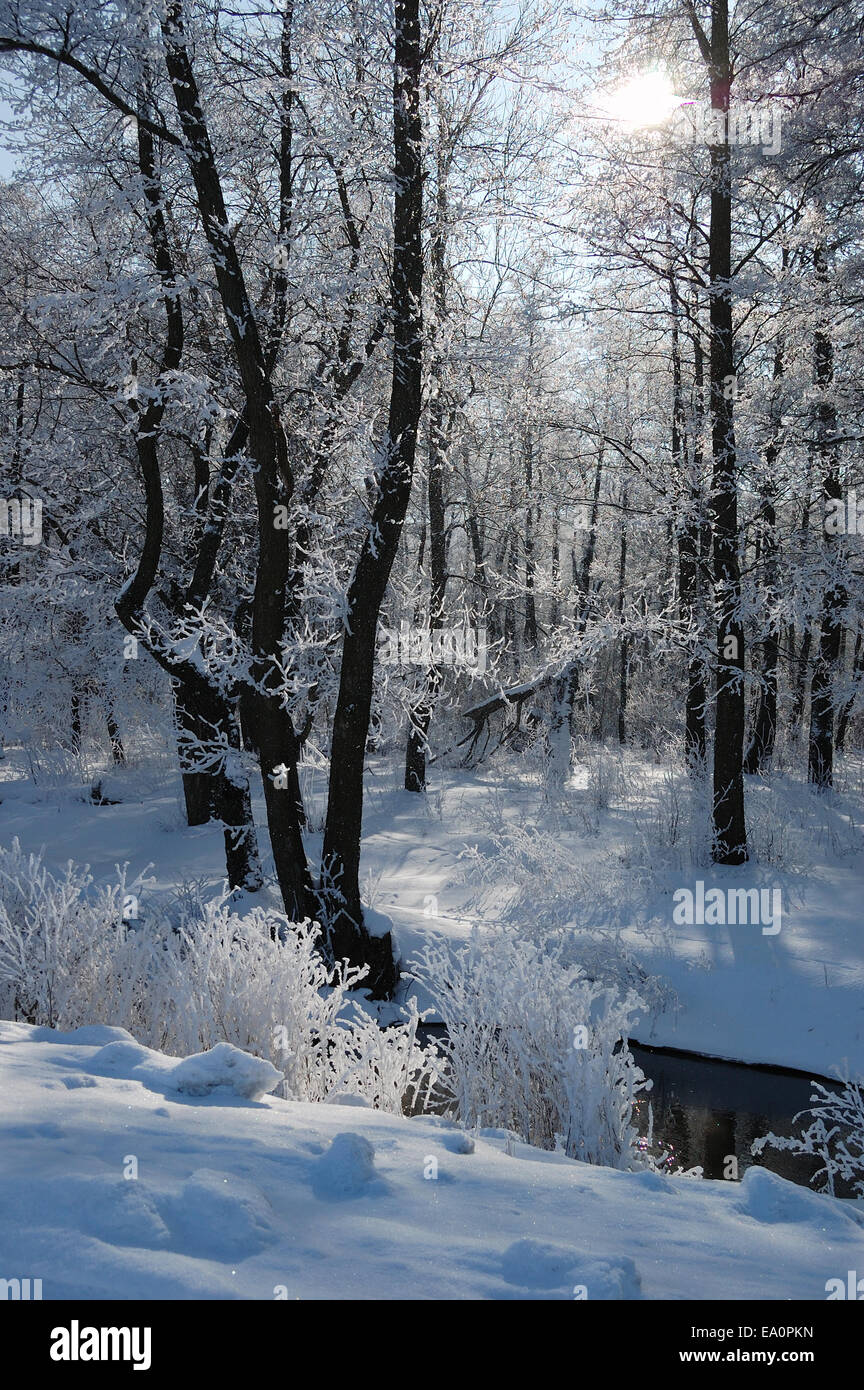 Inverno tranquillo paesaggio congelati con bellissimi alberi smerigliato nel freddo giorno di sole Foto Stock