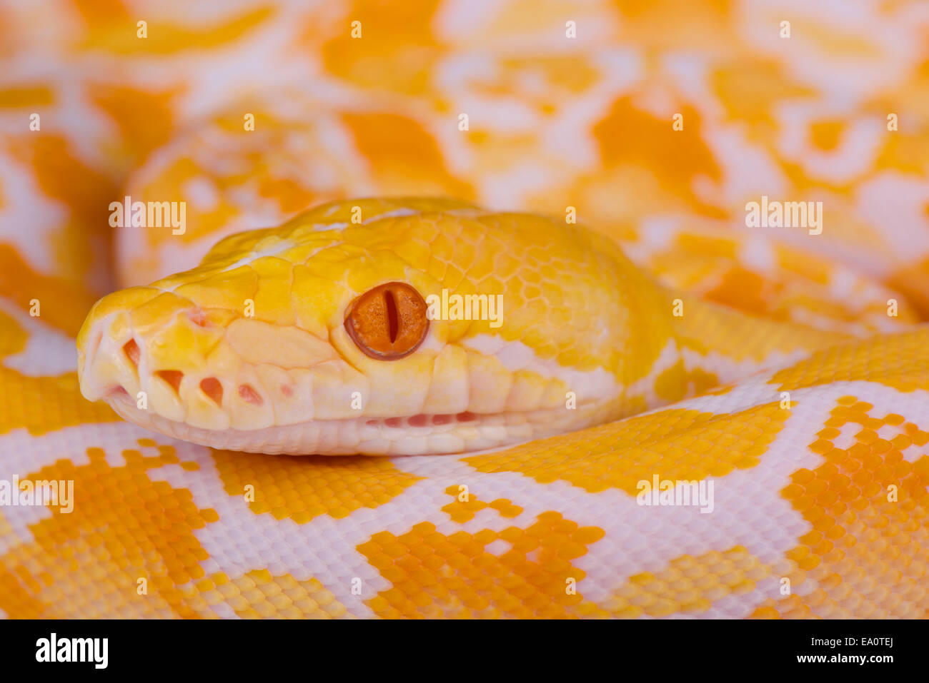 Albino pitone reticolato / Python reticola Foto Stock