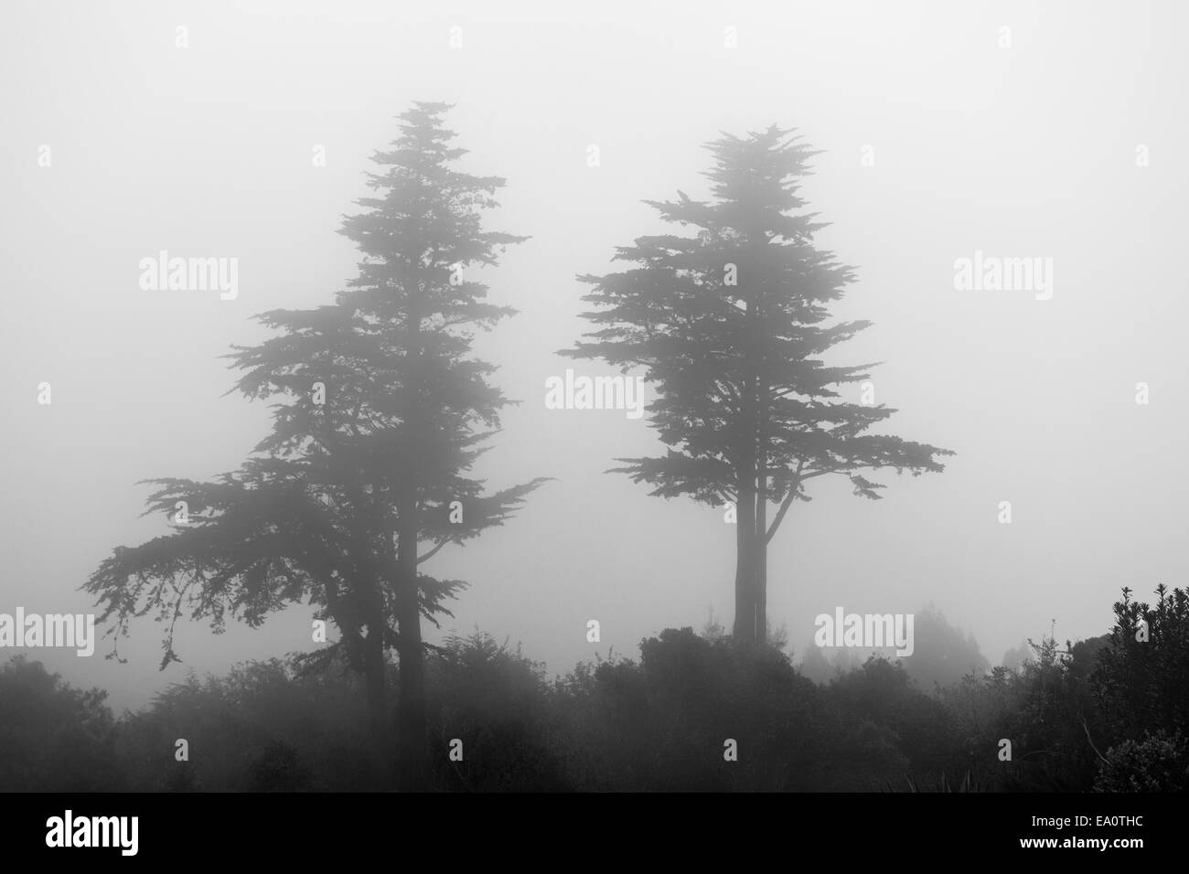 La nebbia e la nebbia avvolgono due alberi di pino Foto Stock