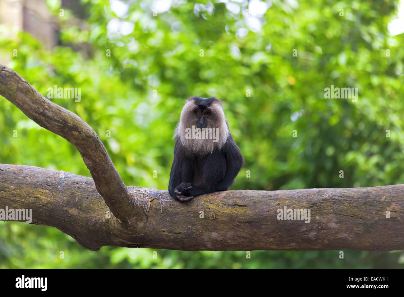 Lion-coda Macaque Foto Stock