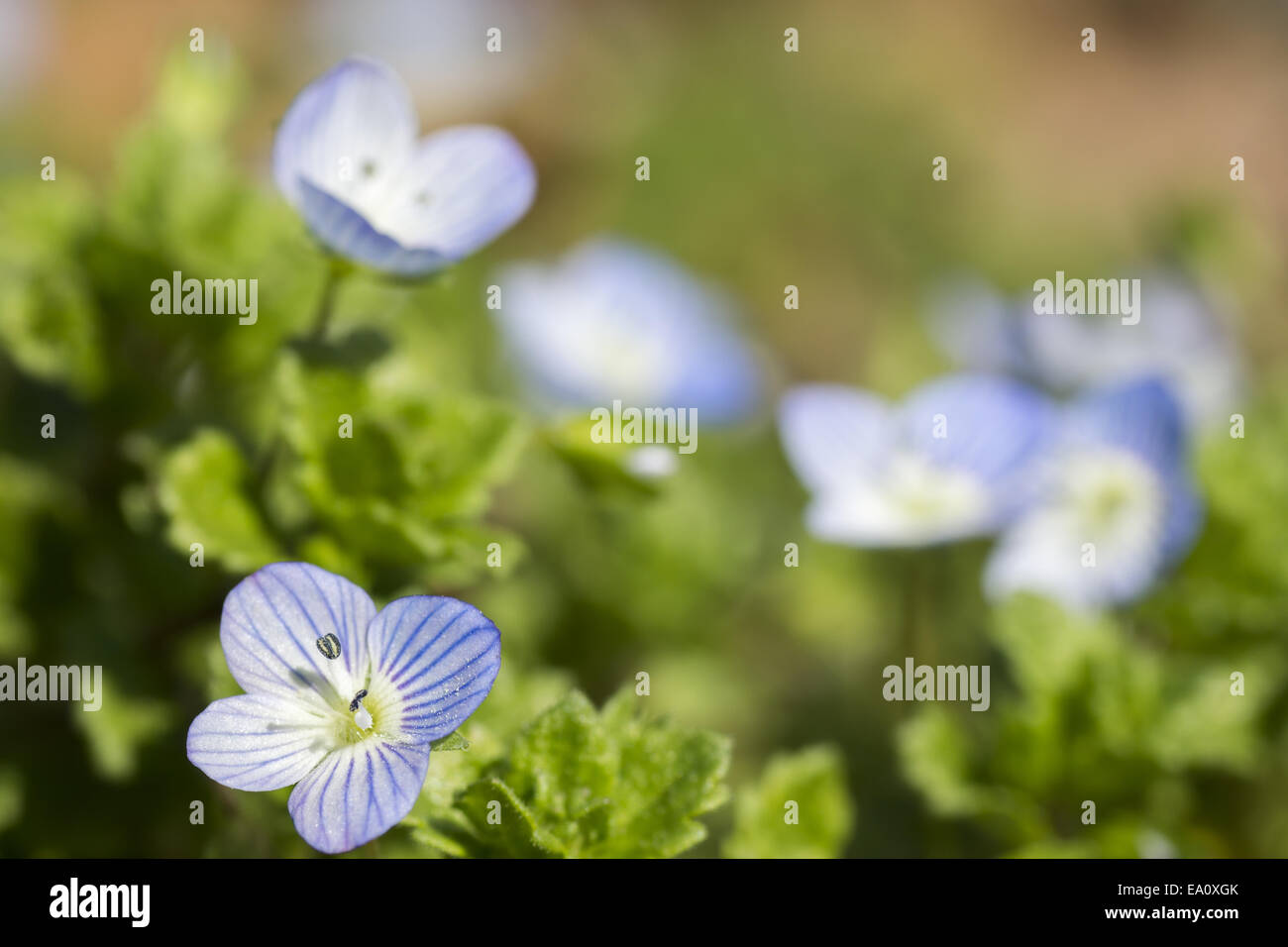 Inverno speedwell (Veronica persica) Foto Stock
