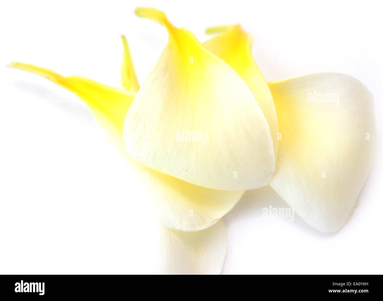 petali di Foto Stock