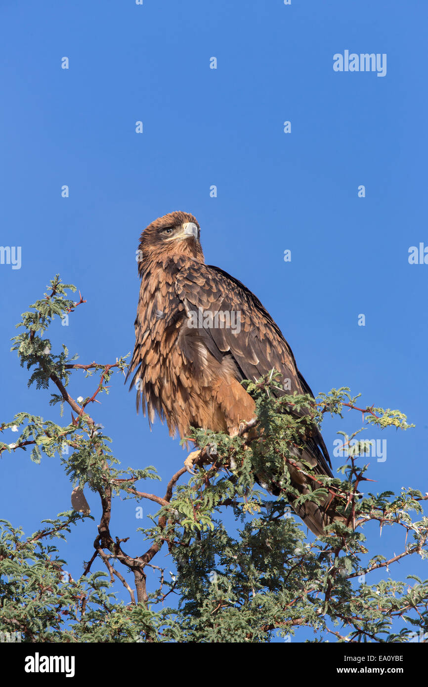 Bruno eagle (Aquila rapax), Kgalagadi Parco transfrontaliero, Sud Africa Foto Stock