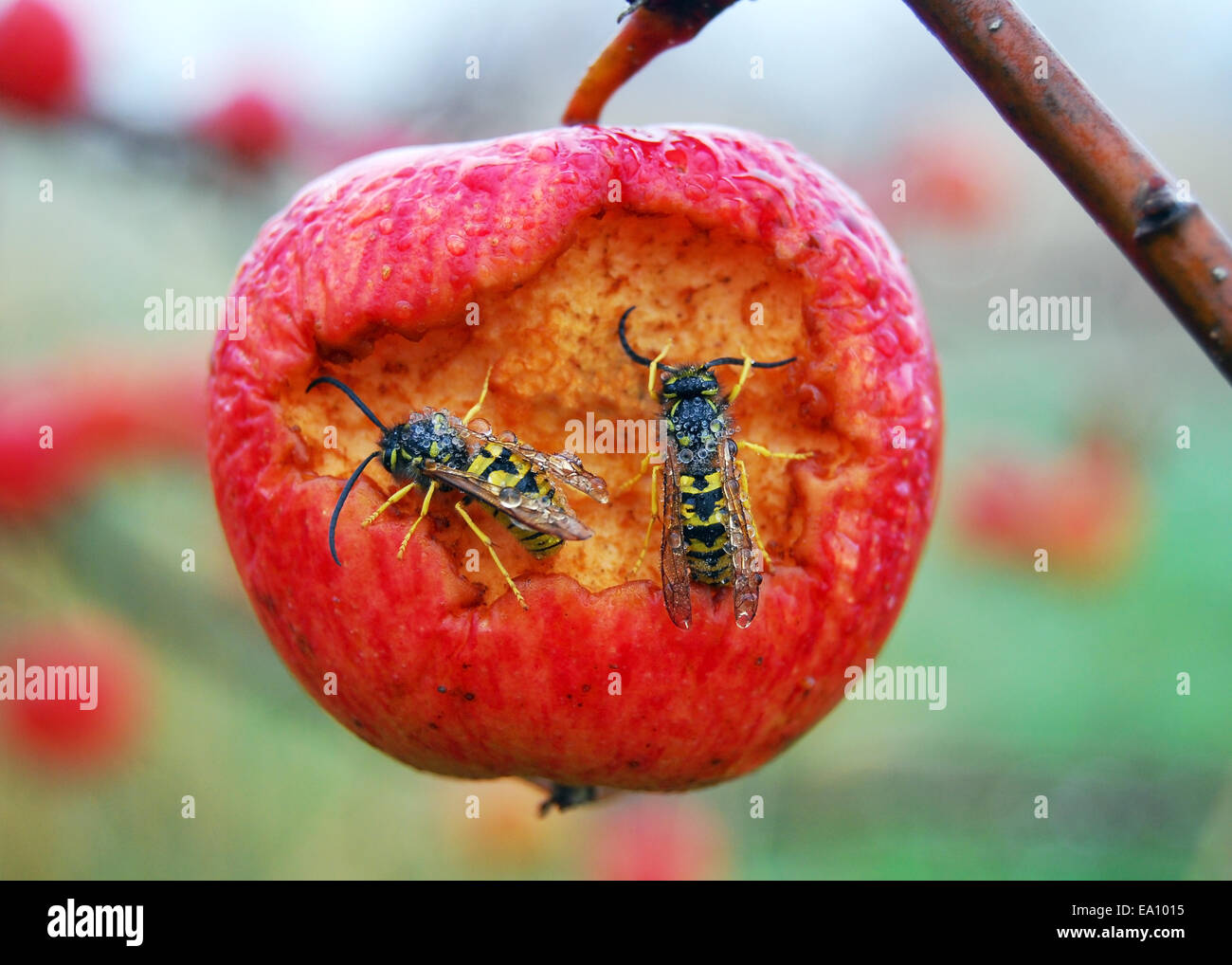 Due vespe mangiare con mela rossa Foto Stock