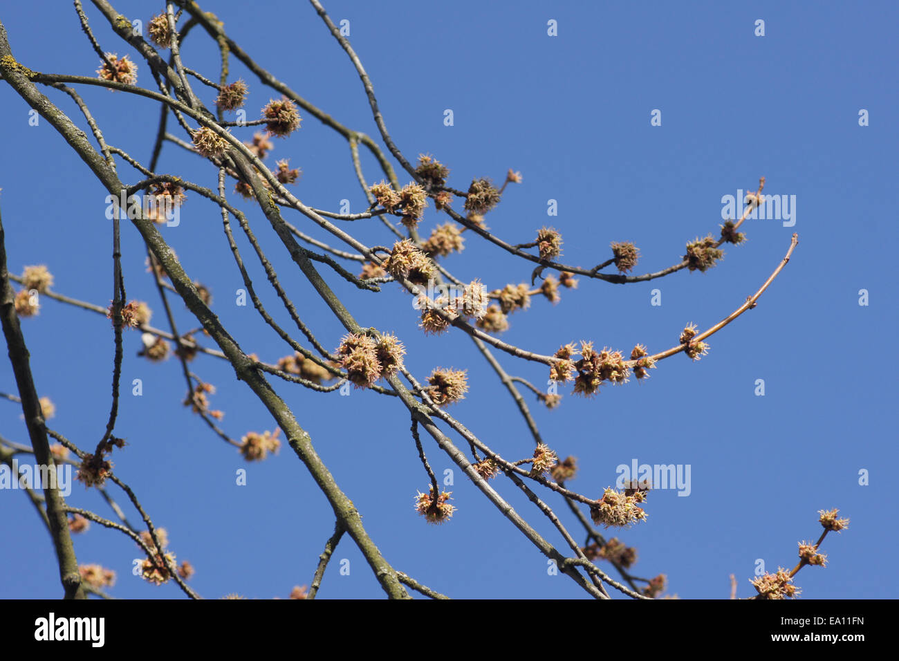 Acer saccharinum Foto Stock