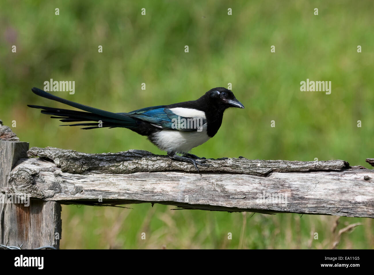 Gazza, Elster, Pica pica, Pie bavarde Foto Stock