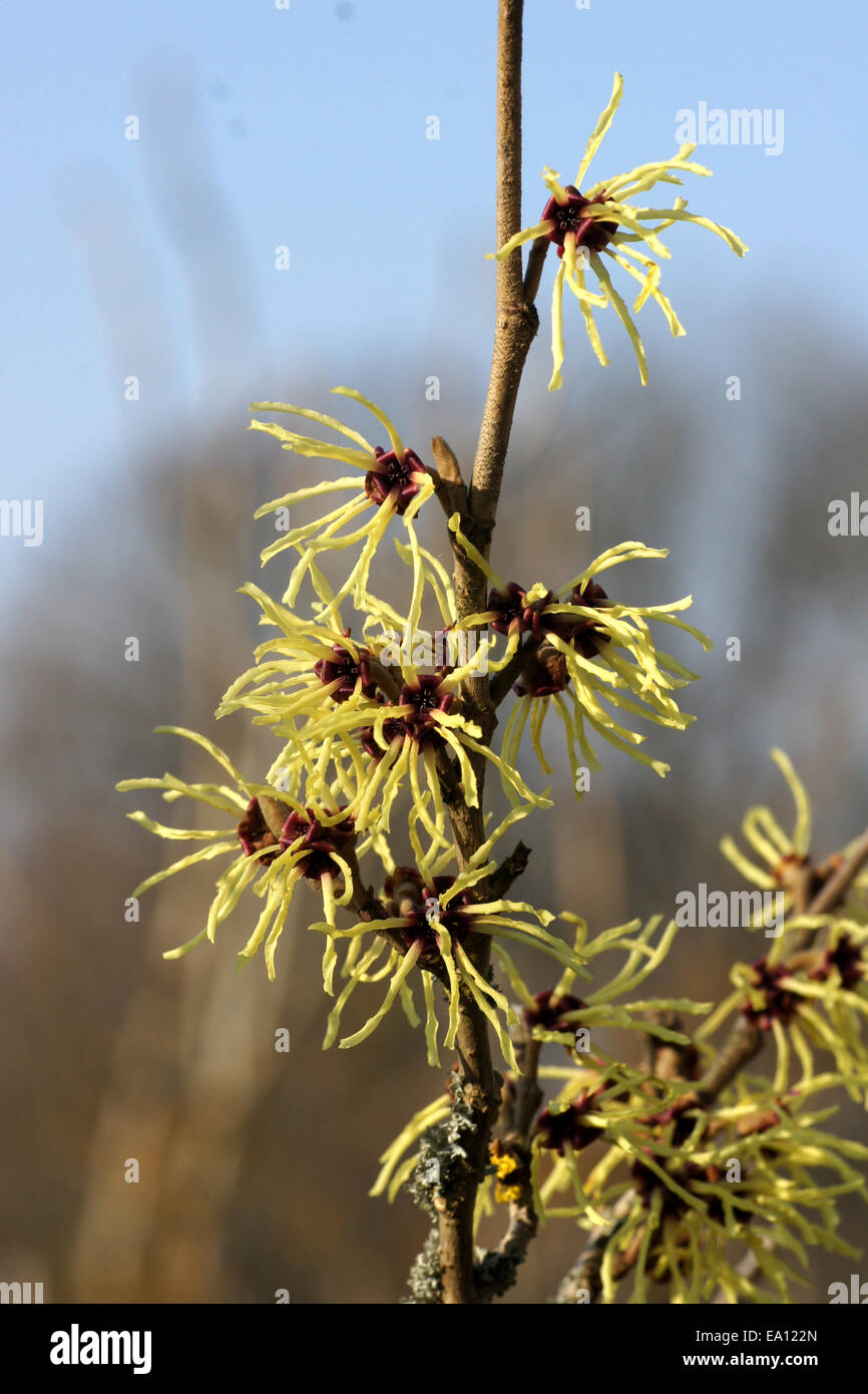 Witchhazel Foto Stock