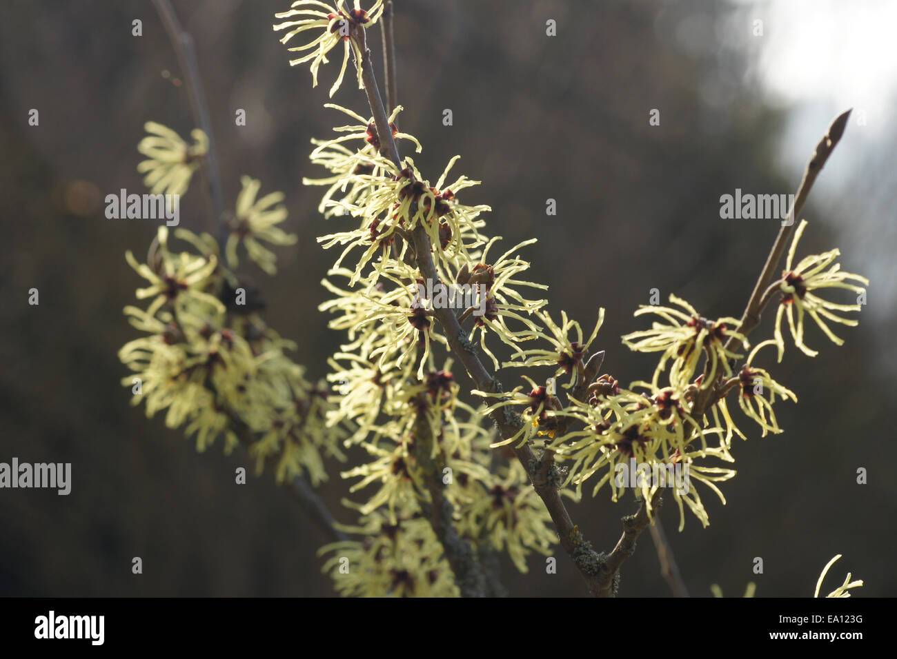 Witchhazel Foto Stock