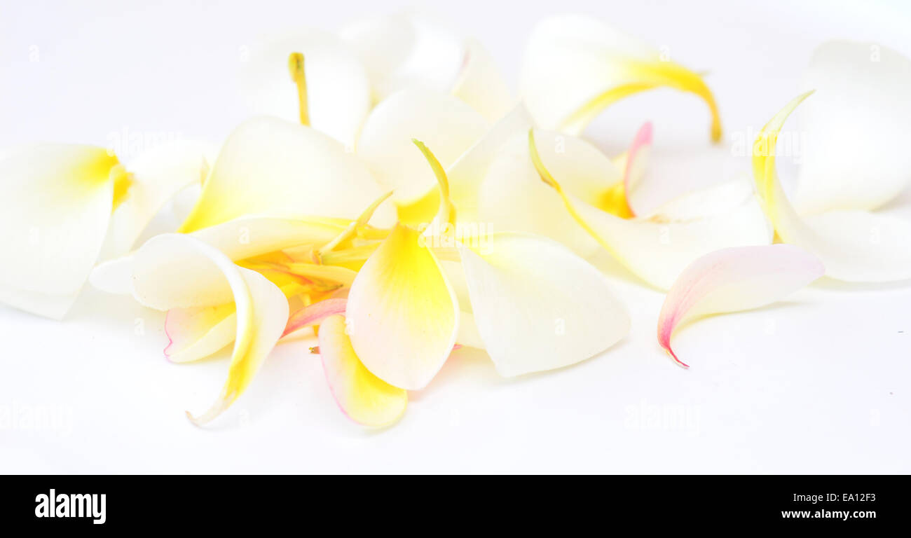 Il frangipani petali Foto Stock