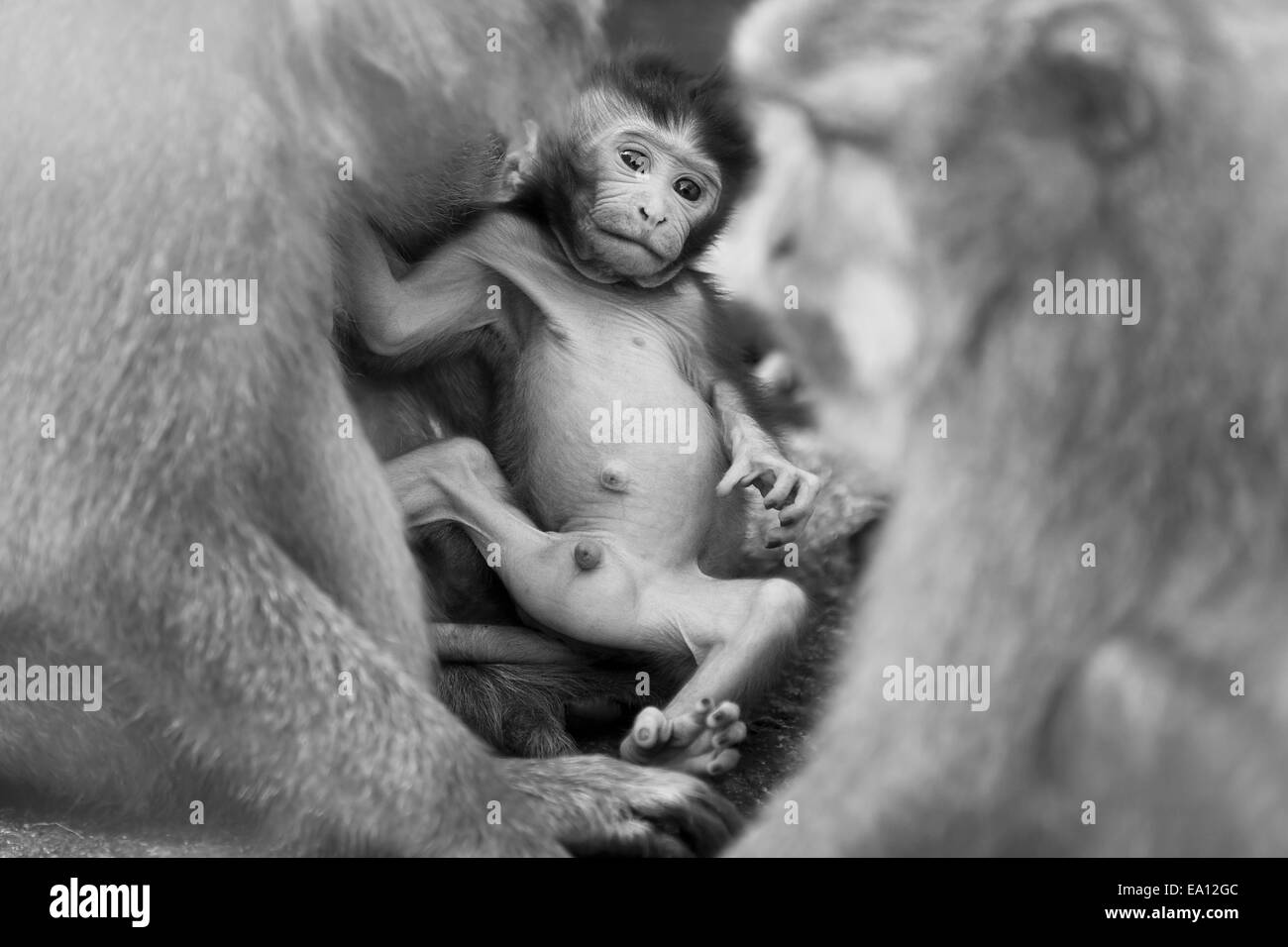 Lunga coda Macaque monkey Foto Stock