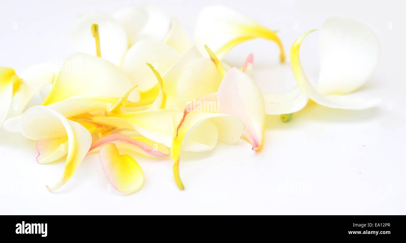 Il frangipani petali Foto Stock