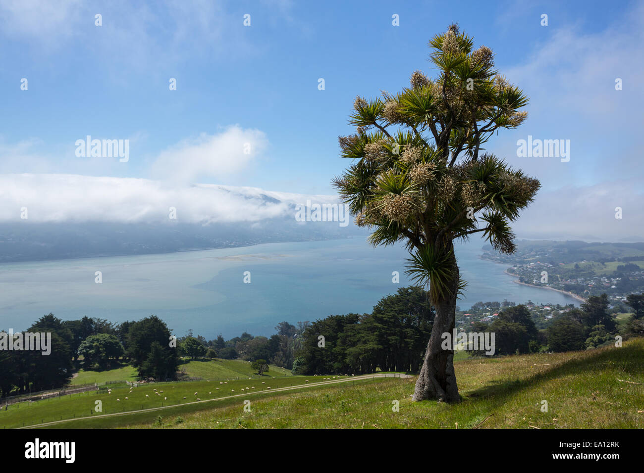 Paesaggio panoramico Baia di Otago Dunedin Foto Stock