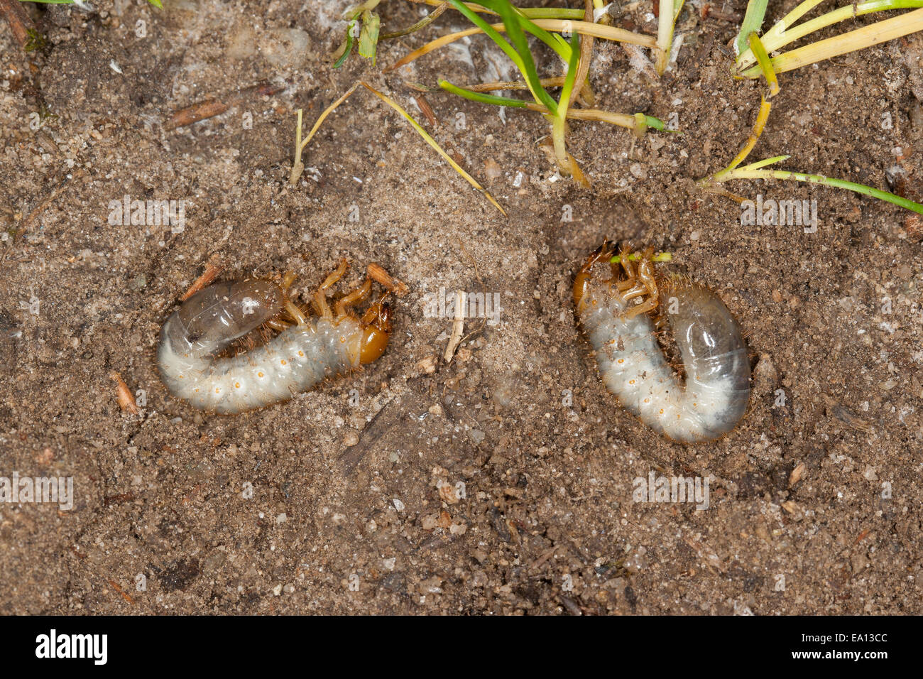 Gli scarabei, scarabeo scarabeo, larva, larve, grub Engerling, Käferlarve, larve, Blatthornkäfer, Scarabaeidae, scarabeo coleotteri Foto Stock