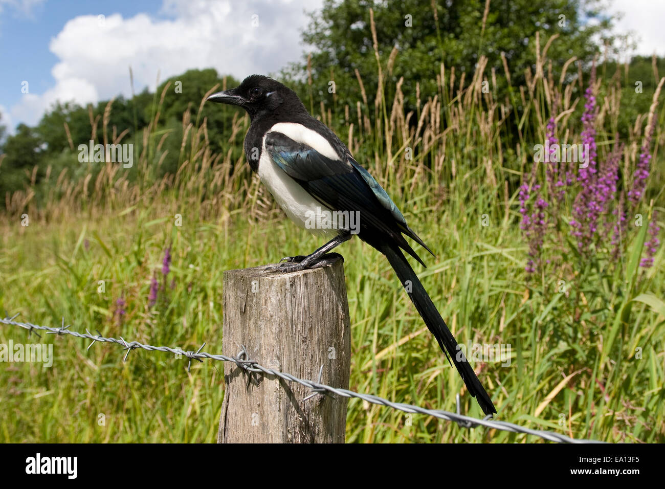 Gazza, Elster, Pica pica, Pie bavarde Foto Stock