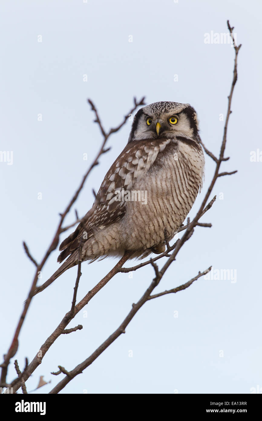 Northern Hawk Owl Foto Stock